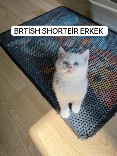 Süt Beyaz British Paşam Hazir
