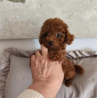 Ruhsatli Köpek Çiftliğinden Toy Poodle Yavrularimiz