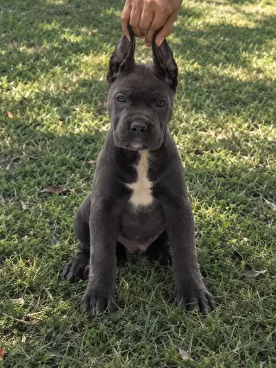 Koca Kafa Küt Burunlu Cane Corso Yavrular