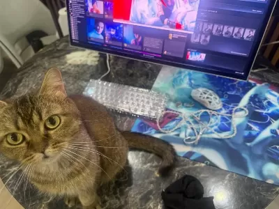 İskoç Kedisi Scottish Straight Kedimiz