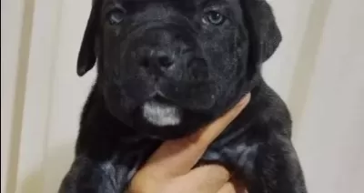 Cane Corso Yavrular