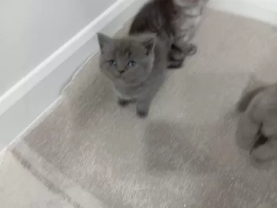 Ev Ortaminda Büyümüş British Shorthair Yavrum
