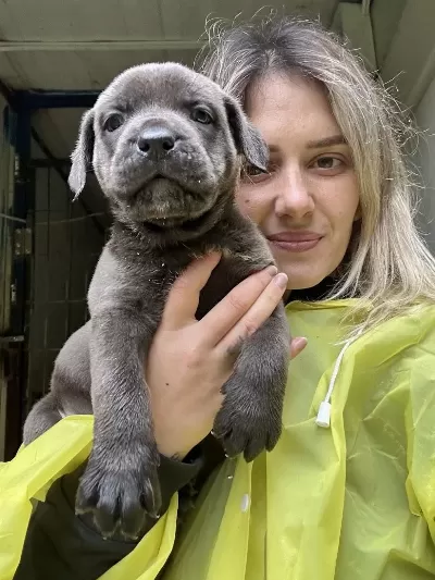 Geleceğin Devi Cane Corso Yavruları