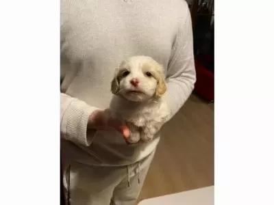 Xs Maltipoo Bebeklerimiz