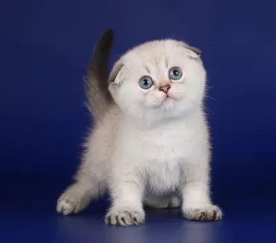 Scottish Fold Yavrularımız Canlı Görerek Alabilirsiniz