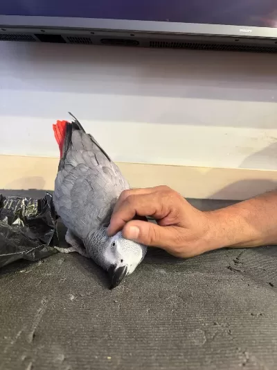 Jako Papağani Alişkin