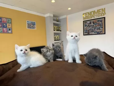 Renk Renk British Shorthair Yavrularimiz Fenomen Pet Ank