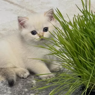 British Shorthair Yavrulari