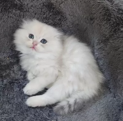 İstanbul İçi 7/24 Adrese Teslim Scottish Fold Longhair