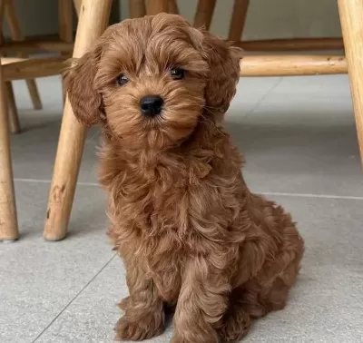 Bebek Yüzlü Maltipoo Yavruları