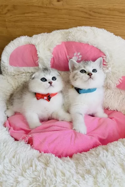 Özel Bulunan Bicolor Silver Scotısh Bebekleirm