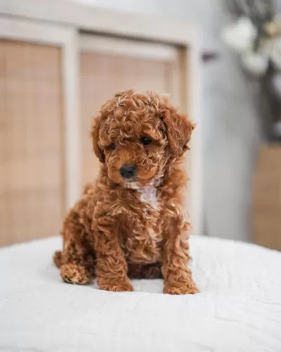 Tuvalet Eğitimli Toy Poodle