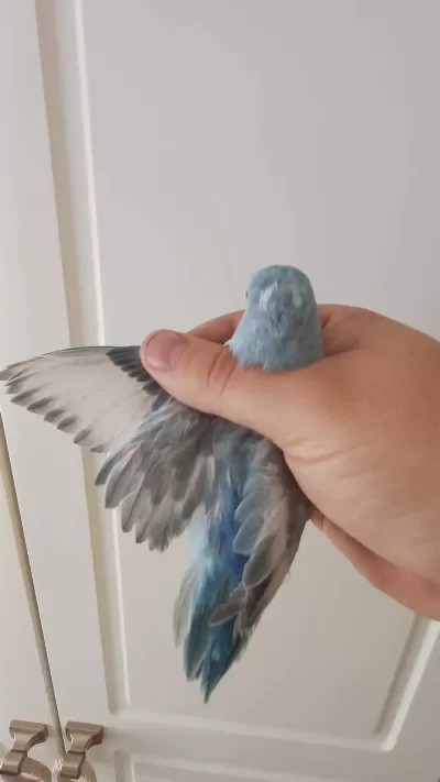 Yumurtalı Forpus Papağanı Çifti