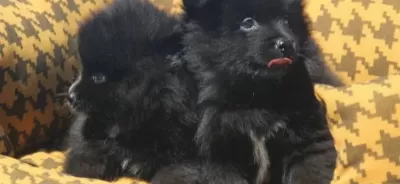 Black Bebekler Hazır