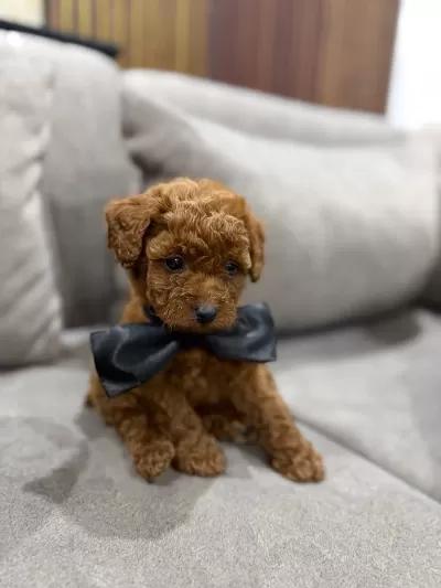 Harika A Kalite Toy Poodle