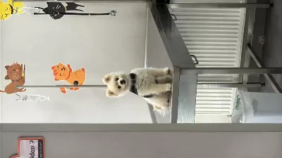 Pomeranian Oscar İçin Yeni Yuva