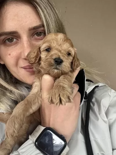 12 Yıllık Üreticiden Maltipoo Yavruları