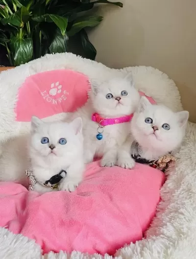Maviş Point British Shorthair Bebeğim