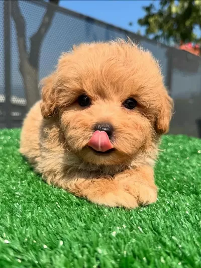 İrk Garantili Toy Poodle Yavrulari