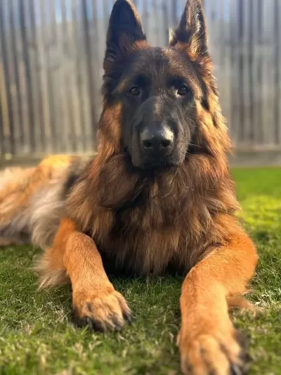 Alman Çoban Köpeği Yavrulari