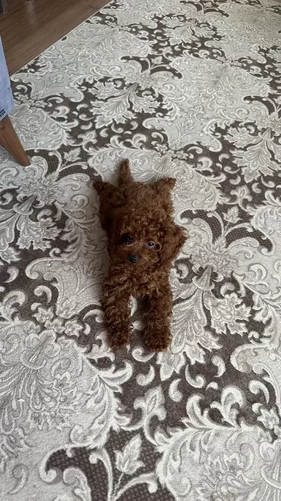 Harika Erkek Toy Poodle