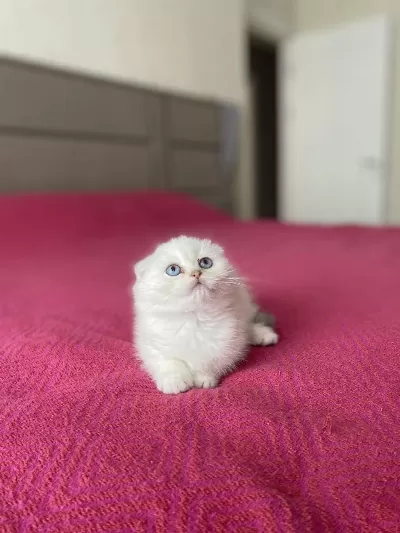 Scottish Fold Silver Yavrularim