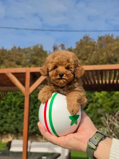 Poodle Çiftliğinden Red Brown Toy Poodle Bebeklerimiz