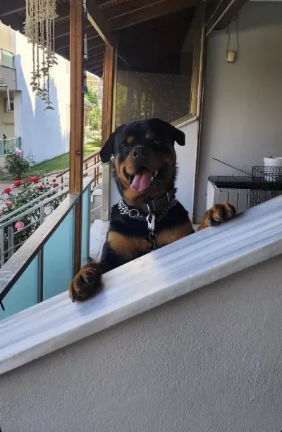 Sahiplendirilecek Rottweiler