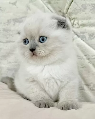 Gözleri Gökyüzü Gibi Orijinal Point Renk Scottish Fold
