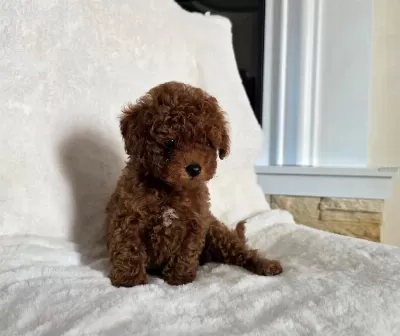Toypoodle Aşili Yavrular