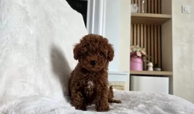 Ruhsatli Köpek Çiftliğinden Toypoodle Yavrularimiz
