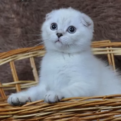 Nadir Bulunan Renk Tonunda Özel Scottish Fold Yavru