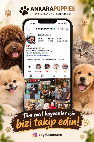 Çağrı Çemçemin Kataloğunun Şampiyonu