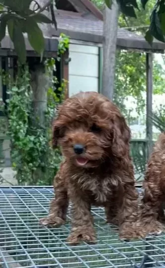 Renk Renk Maltipoo Yavrularımız