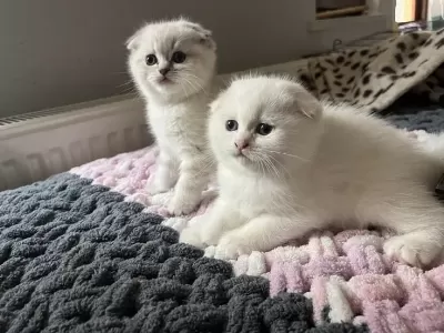 Mırmır Delisi Şeker Gibi Scottish Fold Yavrusu