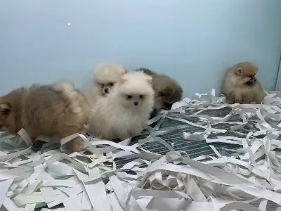 Show Kalite Tea Cup Pomeranian Yavrularımız