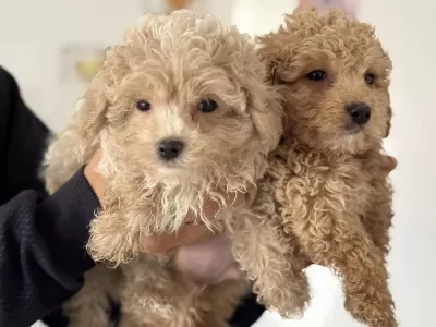 Ankarada Wc Eğitimli Maltipoo Yavrularımız