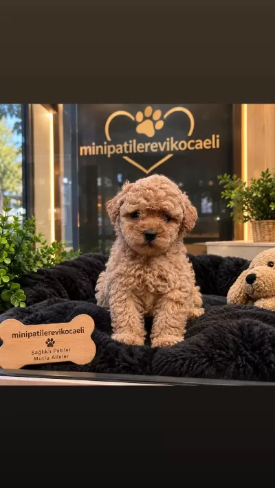 Dünyalar Tatlişi Toy Poodle Yavrumuz