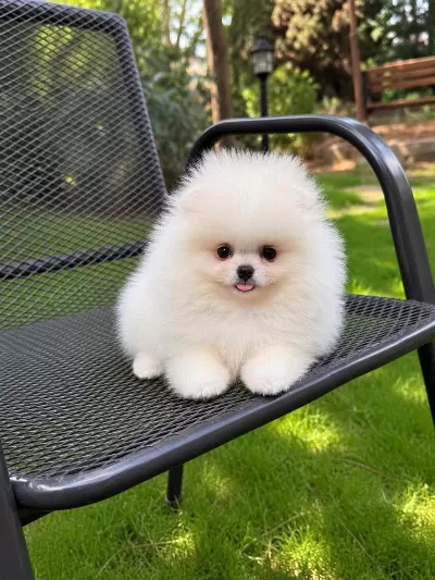 Pomeranian Boo Üst Düzey