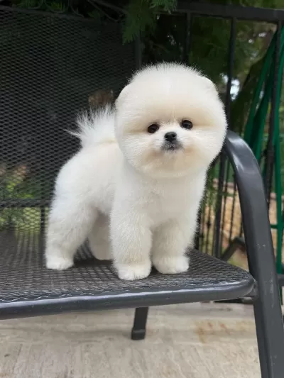 Sağlıklı Pomeranian Erkekler