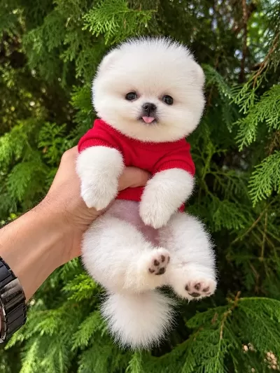 Taecup 2 Adet Dişi Pomeranian