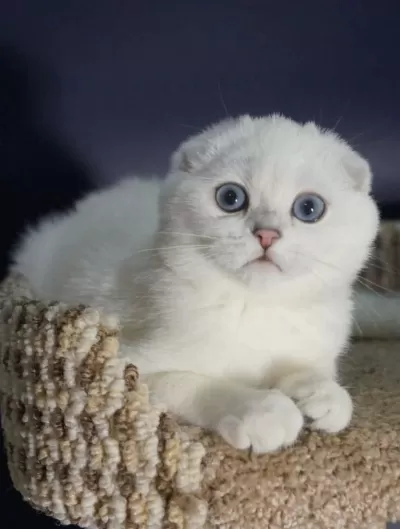 Orijinal Kıvrık Kulak Scottish Fold