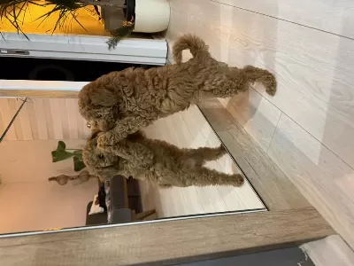 Sağlıklı Poodle 2,5 Aylık