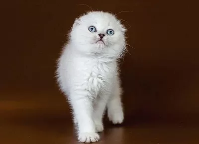 Aşk Dolu Mavi Gözler: Point Scottish Fold Sizlerle