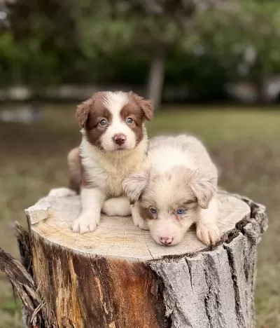 Border Collie A Kalite Yavrularımız