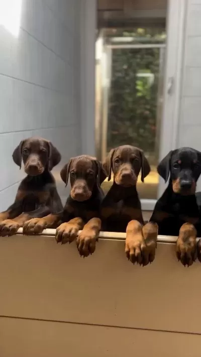 Safkan Dev King Europe Doberman Yavruları Hazır