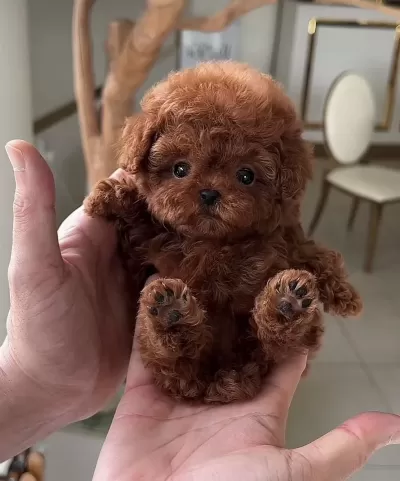 Safkan Mini Red Toy Poodle Yavruları Hazır