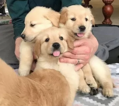 Akıllı Safkan Baby Face Golden Retriever Yavruları