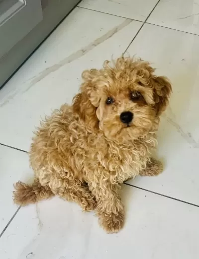 2 Aylık Aşıları Başlanmış Dişi Toy Poodle