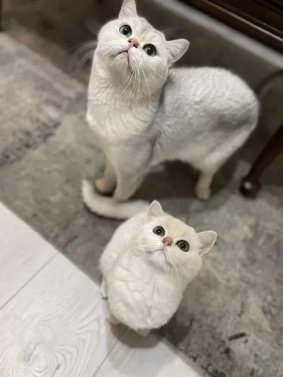 3 Aylık British Shorthair Eşsiz Renk